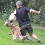 CB Hundetraining