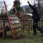 CB Hundetraining