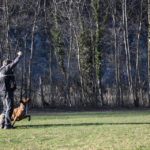 Cb Hundetraining Bild