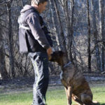 CB Hundetraining